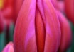 Tulipa Aphrodite ® (4)